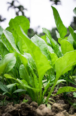 Obraz premium Leafs of spinach plant in the morning