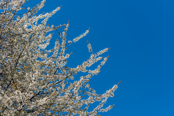 Gałęzie pokryte białymi kwiatami na wiosnę.