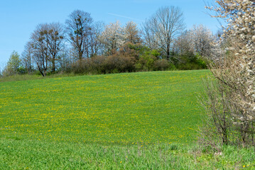 Kwitnące drzewa u szczytu wiosennej łąki. - obrazy, fototapety, plakaty