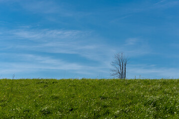 Samotne drzewo na horyzoncie na tle błękitnego nieba.  - obrazy, fototapety, plakaty