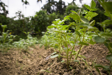 Potato plant in a farm.