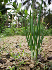 Green Onion plant in the farm