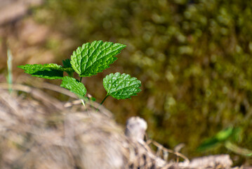 Pierwsze młode liście przebijające się przez suchą ściółkę.