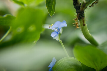 Photo of a Asiatic dayflower.