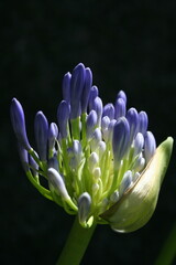 Pimpollo de flor de Agapanthus de origen africano, abriendo con flores azules, iluminadas por el...