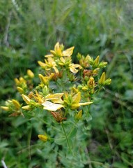 yellow flowers in the forest