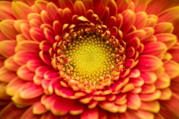 Gerbera flower close up. Macro photography. Card Gerbera Flower. Natural romantic conceptual floral...