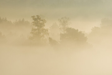 fog in the marsh