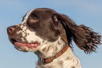 Spaniel dog face. Close-up profile of Sprocker spaniel puppy head isolated against blue sky with...