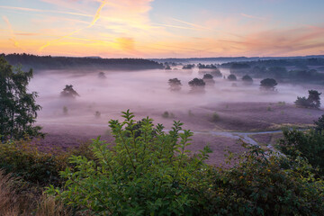 purple haze brussummerheide