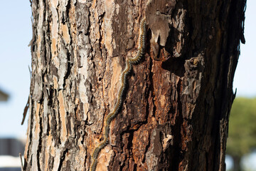 The pine processionary (Thaumetopoea pityocampa) is a species of lepidoptera defoliator. A row of caterpillars on a pine tree. Selective focus.