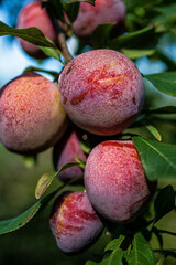 plum on the tree