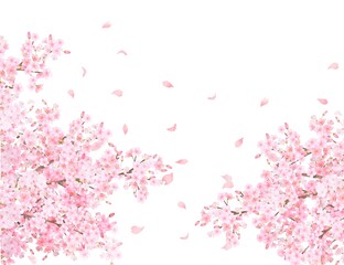 美しく華やかな満開の薄いピンク色の桜の花と花びら舞い散る春の白バックフレームベクター素材イラスト  © MerciArtworks