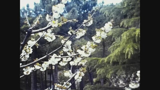 Italy 1960, Peach blossoms in spring