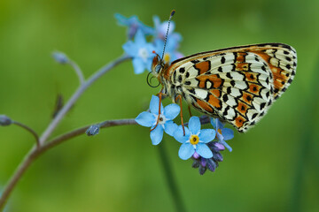 butterfly in blue 2
