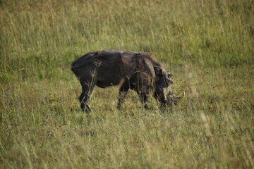 Obraz na płótnie Canvas Cape Buffalo