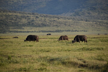 Fototapeta premium Cape Buffalo