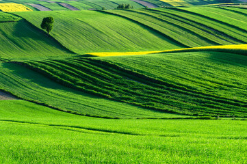 Spring farmland in Roztocze. Lublin province. Green fields. Half a tree grows on the border.