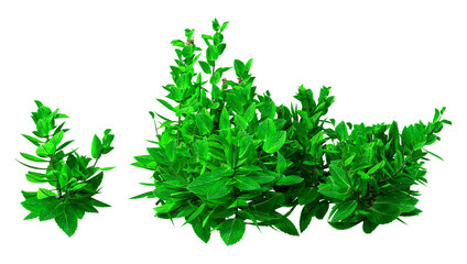 3D Rendering Mint Plants on White