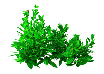 3D Rendering Mint Plant on White
