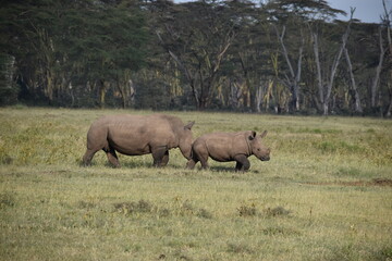 Obraz premium rhino in the wild