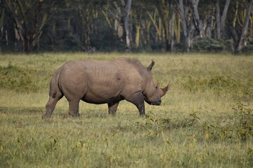 rhino in the wild