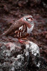 pigeon in the mountains
