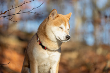 Shiba Inu 