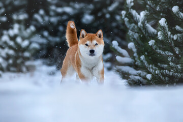 Shiba Inu 