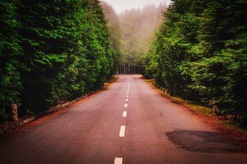 road in the forest from madeira portugal 