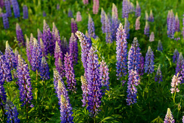 Fototapeta premium Field with lupin flowers and grass.