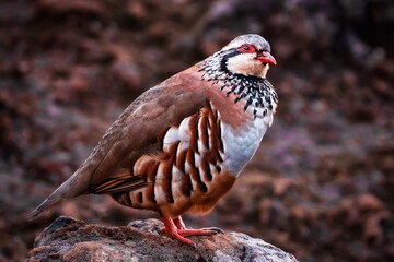 pigeon in the mountains