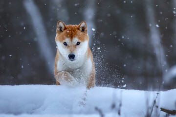 Shiba Inu 