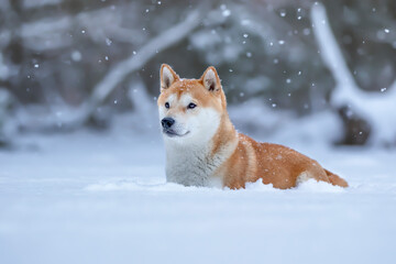 Shiba Inu 