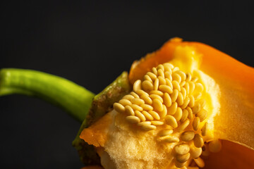 fresh open pepper seeds closeup colorful pattern background