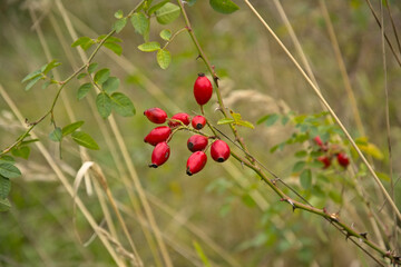 Bright red rosehip berries