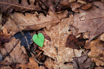 Heart shaped green leaf for Valentine's Day. Valentines Day background.