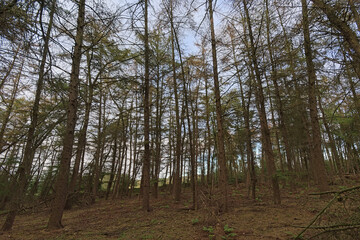 Fototapeta premium Forest with high pine trees on a cloudy day i Bourgoyen nature reserve, Ghent, Flanders, Belgium 