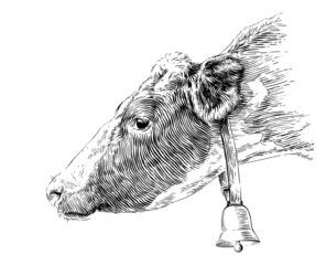 head cow hand drawing sketch engraving illustration style