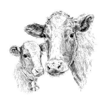 head cow and calm hand drawing sketch engraving illustration style