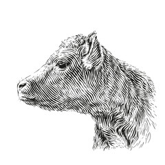 head cow hand drawing sketch engraving illustration style