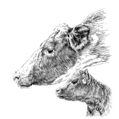 head cow and calf hand drawing sketch engraving illustration style © vectorgoods