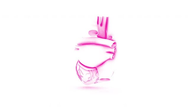 3D human heart rotation animation