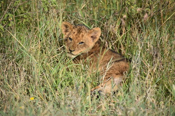 lion cub in the grass
