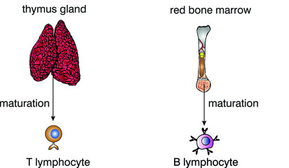 thymus gland. red bone marrow. lymphocyte. t cell b cell .maturartion