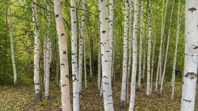 White birch trees in the forest in early autumn. Birch grove of young trees in september warm day