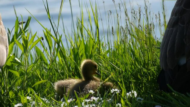 Little funny yellow goslings are sitting in the green grass looking around and trying to sleep. Canadian geese in nature