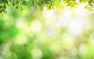 Fresh and green leaves green bokeh on nature abstract blur background green bokeh from tree. Mock...