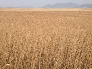 순천 순천만 공원, 전남 순천만 습지, 갈대 공원, 순천만 생태 공원 /  Suncheonman Bay Park, Suncheonman Bay Wetland in Jeollanam-do, Reed Park, Suncheonman Bay Ecological Park 