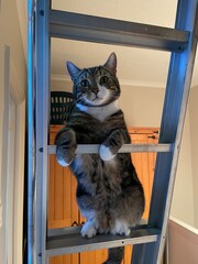 Cat on loft ladder